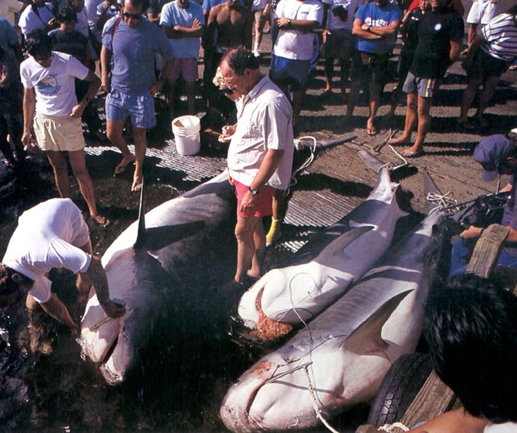 Culled Tiger Sharks